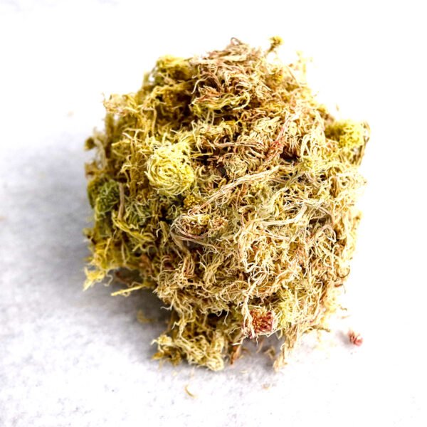 Musgo Rosa – Foto 1