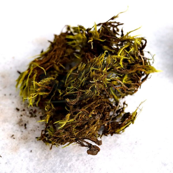 Musgo Verde – Foto 1
